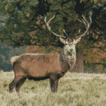 Deer