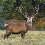 Deer
