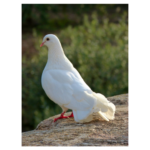 Dove