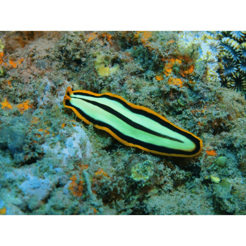 Flatworms