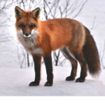 Fox