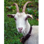 Goat