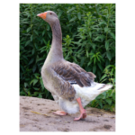 Goose