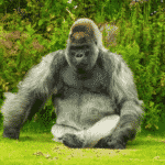 Gorilla