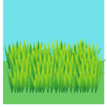 Grass