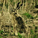 Hare