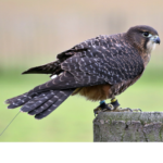 Hawk