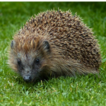 Hedgehog