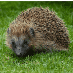 Hedgehog
