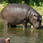 Hippopotamus