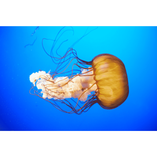 Jellyfish