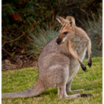 Kangaroo
