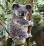 Koala