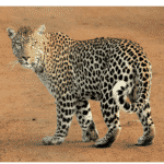 Leopard