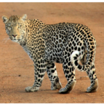Leopard