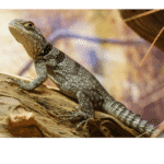 Lizard