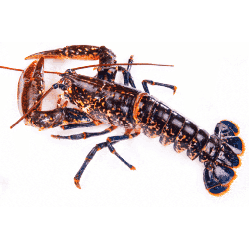 Lobsters