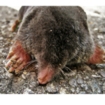 Mole