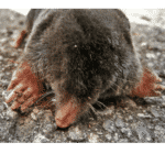Mole