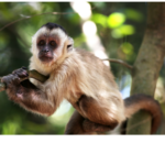 Monkey