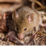 Mouse