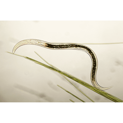 Nematodes