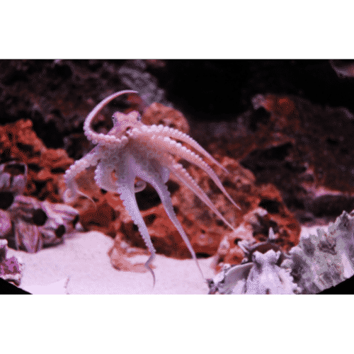 Octopus
