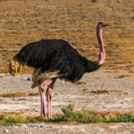 Ostrich