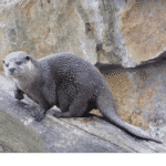 Otter
