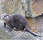 Otter