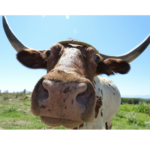 Ox