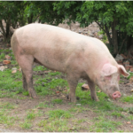 Pig