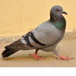Pigeon