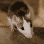 Rat