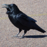 Raven