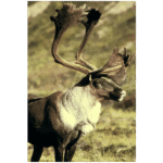 Reindeer