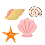 Sea shell
