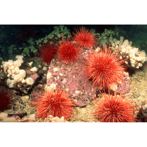 Sea urchins