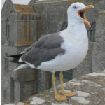 Seagull