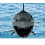 Shark