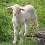 Sheep