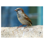 Sparrow