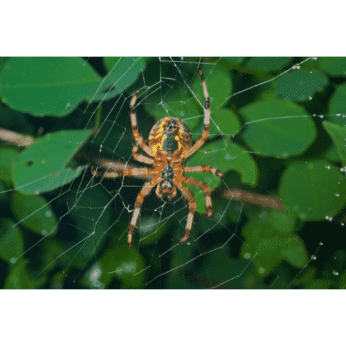 Spiders