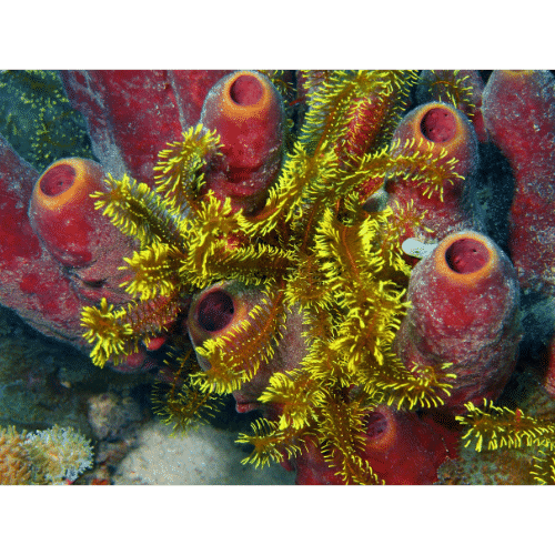 Sponges