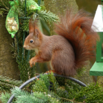 Squirrel