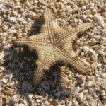 Starfish