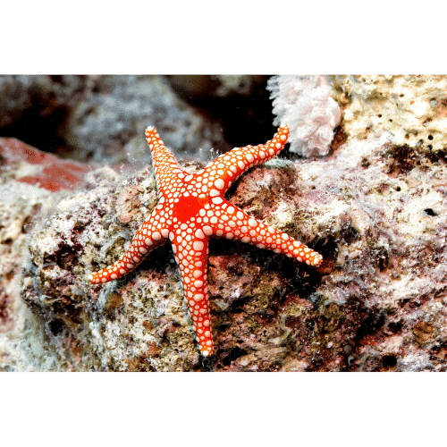 Starfish