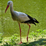 Stork