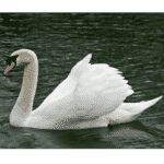 Swan