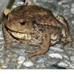 Toad